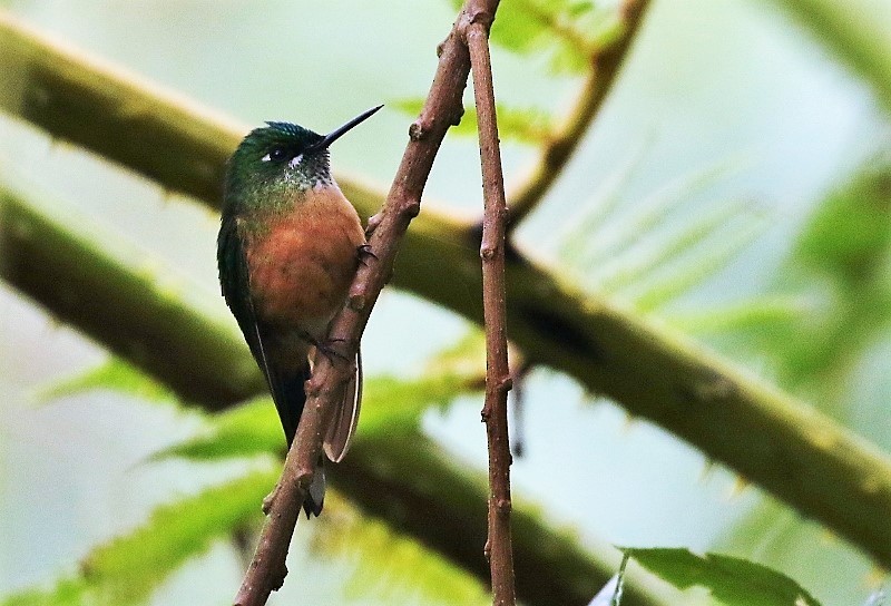 Long-tailed Sylph - ML205420281