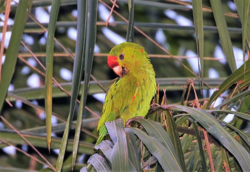 Scarlet-fronted Parakeet (Scarlet-fronted) - ML205420331