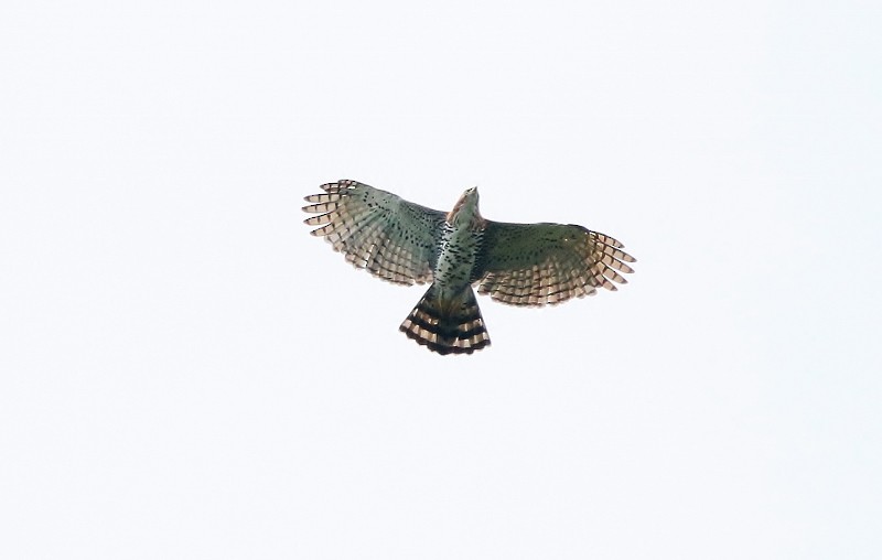 Ornate Hawk-Eagle - ML205420411