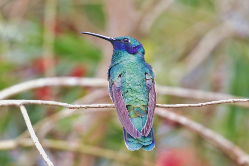 kolibřík modrolící - ML205420541