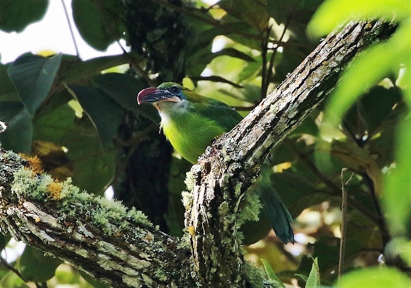 Groove-billed Toucanet (Groove-billed) - ML205420661