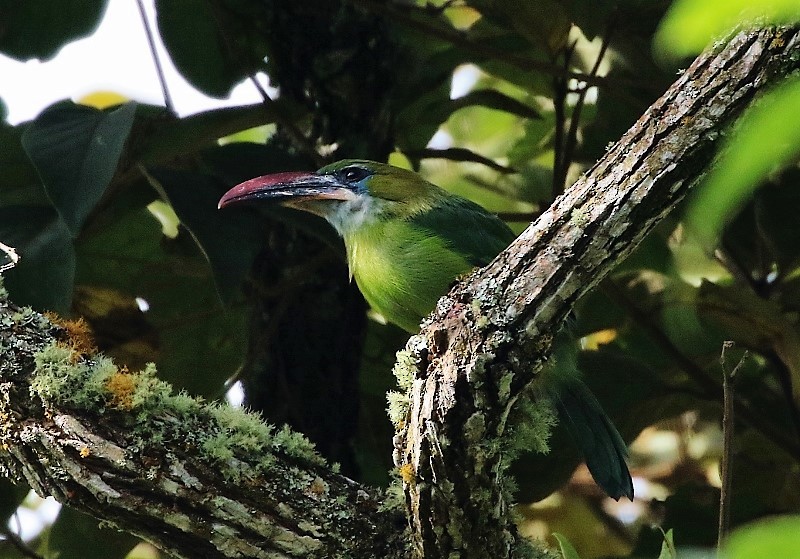 Groove-billed Toucanet (Groove-billed) - ML205420671