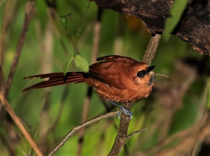 Black-throated Spinetail - ML205420741