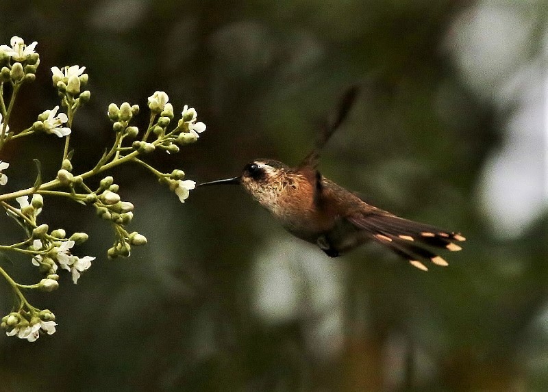 Speckled Hummingbird (melanogenys Group) - ML205420751