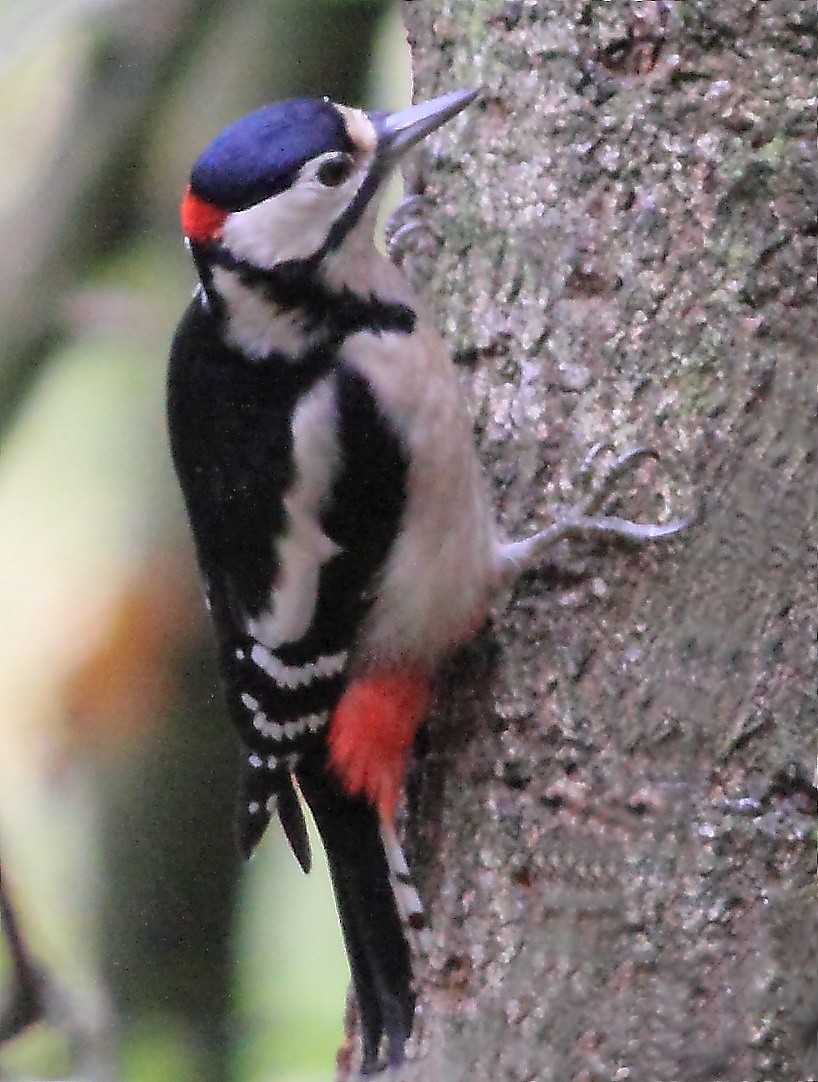 Great Spotted Woodpecker - AlDeb Casanova