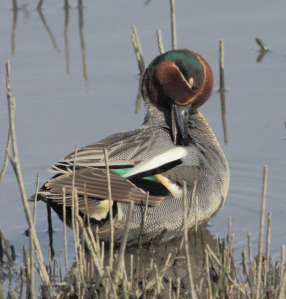 Green-winged Teal - ML205422051