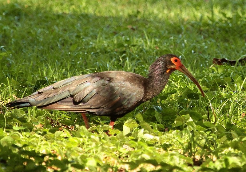 Sharp-tailed Ibis - Margareta Wieser