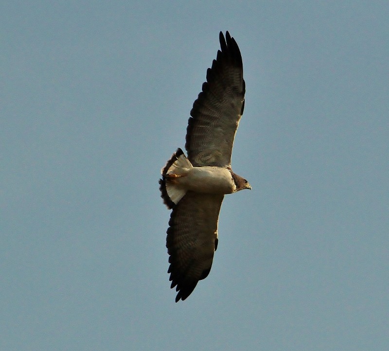 White-tailed Hawk - Margareta Wieser