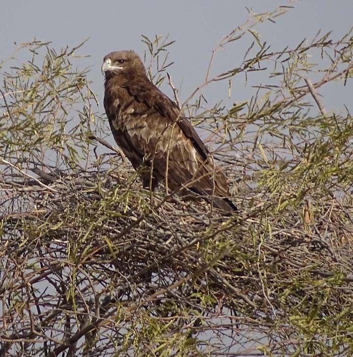 Greater Spotted Eagle - shantilal  Varu