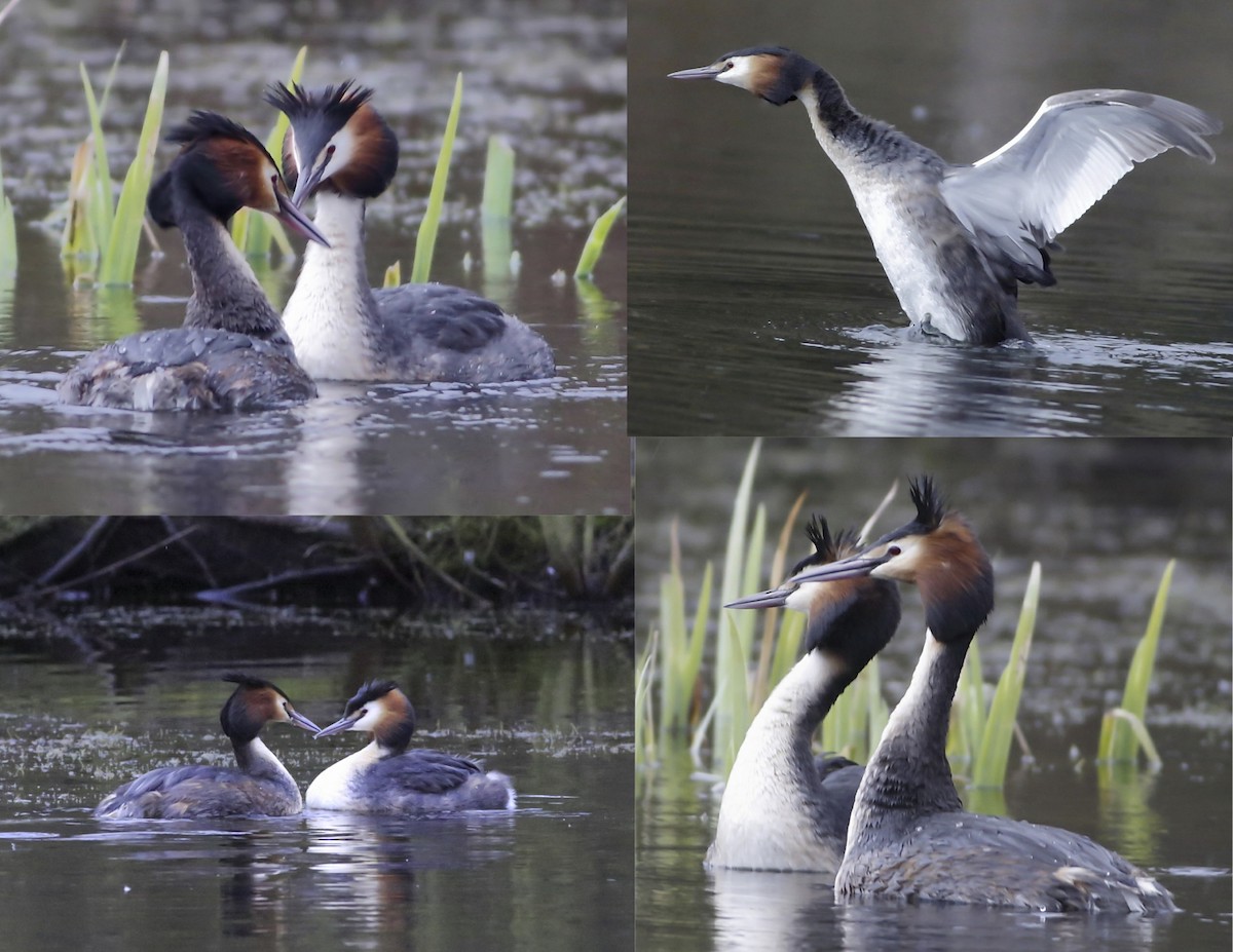 Great Crested Grebe - ML205423931