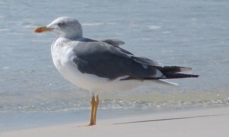 Lesser Black-backed Gull (graellsii) - Malcolm Mark Swan