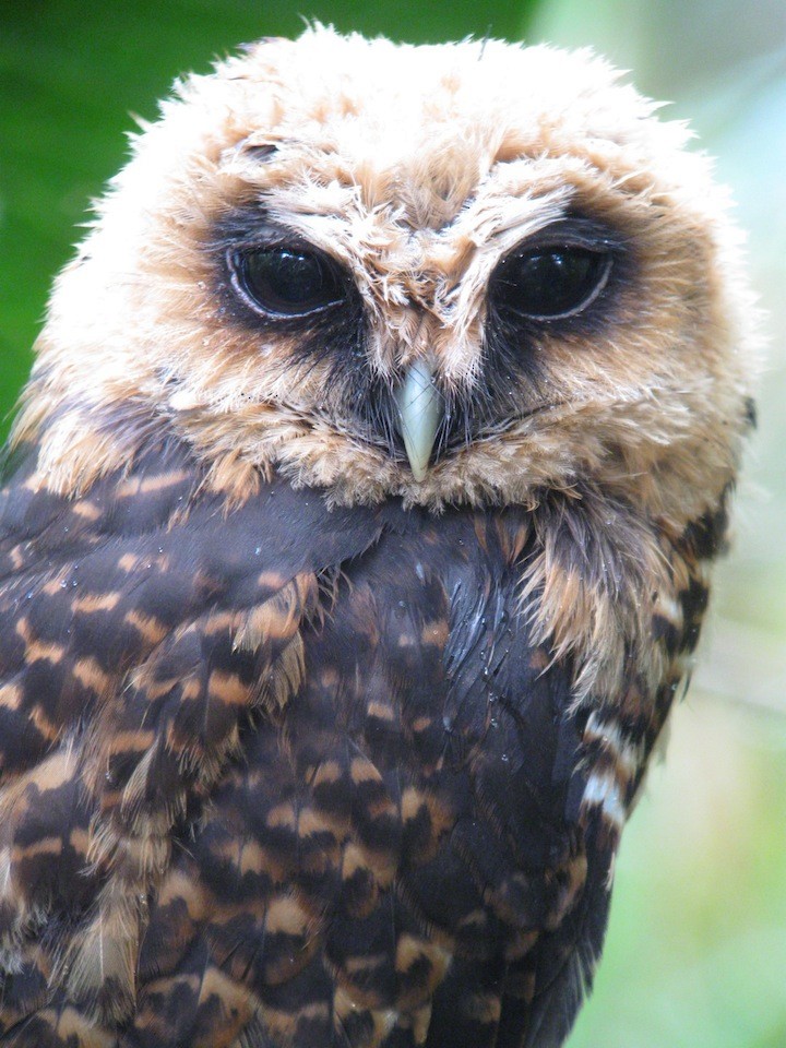 Rufous-banded Owl - rudy gelis