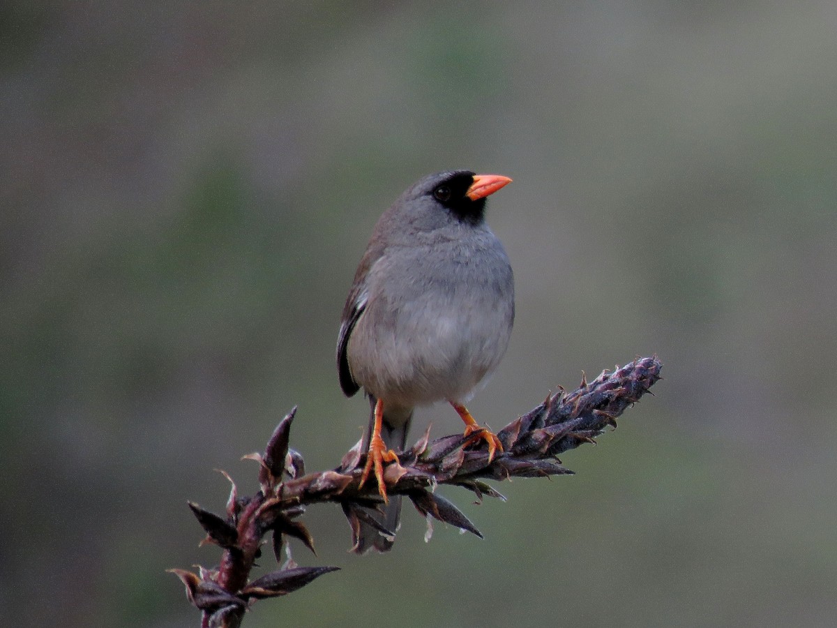 Gray-winged Inca-Finch - ML205424401