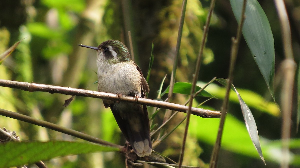 Speckled Hummingbird - Manuel Roncal Inca Finch