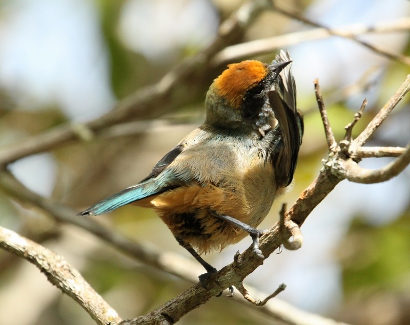 Burnished-buff Tanager (Rufous-crowned) - ML205424561
