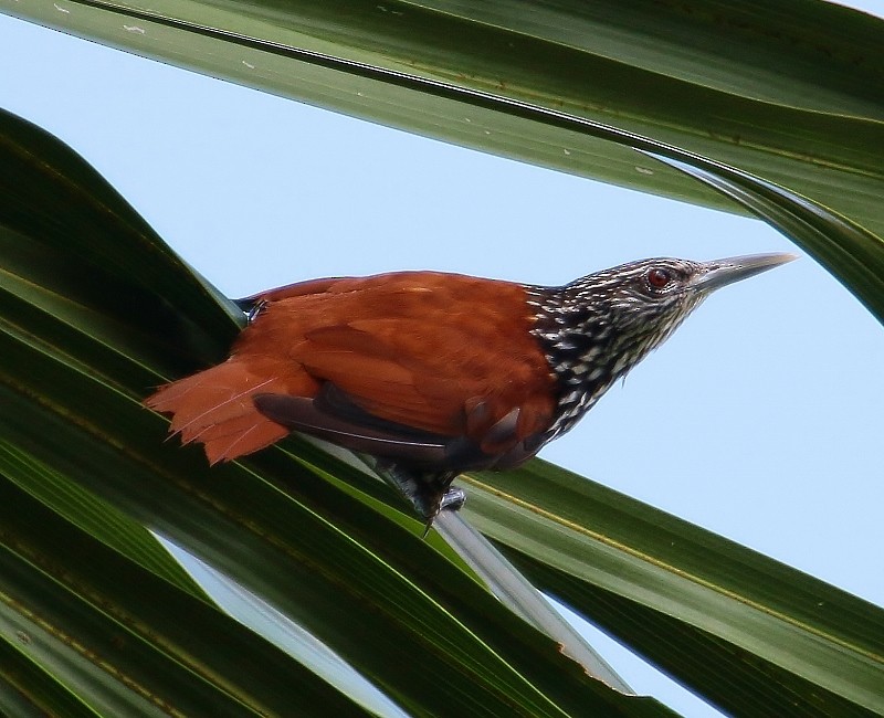 Point-tailed Palmcreeper - Margareta Wieser