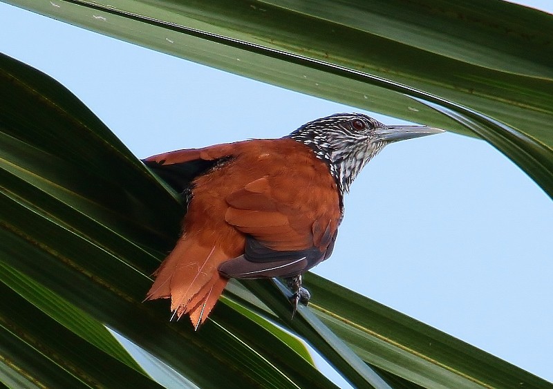 Point-tailed Palmcreeper - Margareta Wieser