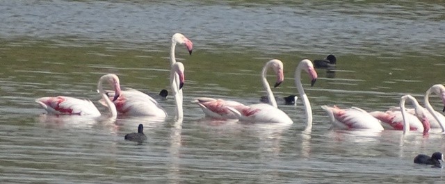 Greater Flamingo - shantilal  Varu