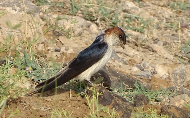Red-rumped Swallow - shantilal  Varu