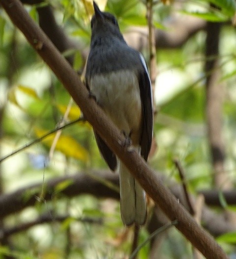 Oriental Magpie-Robin - shantilal  Varu