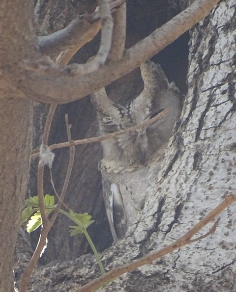 Indian Scops-Owl - shantilal  Varu
