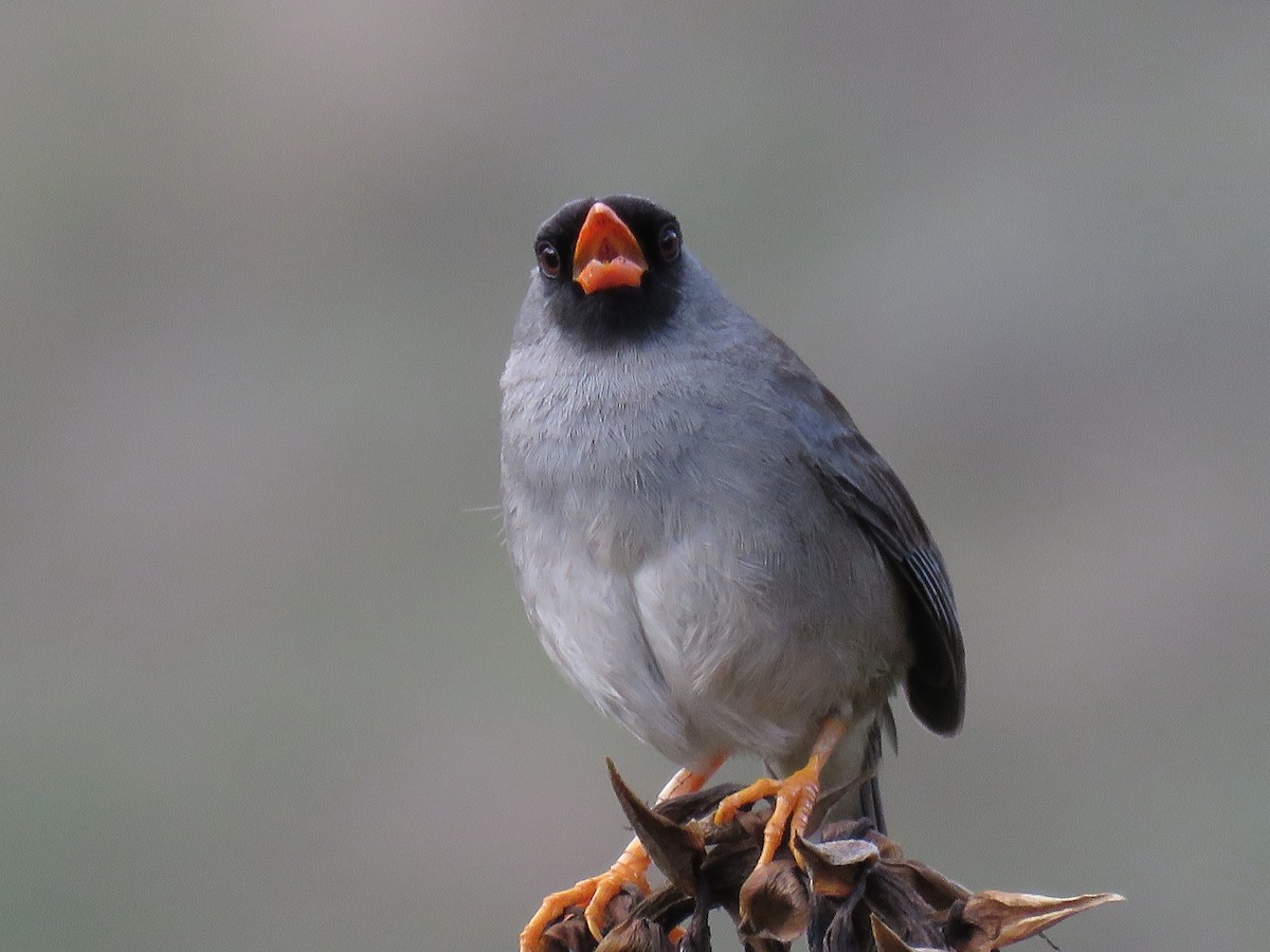 Gray-winged Inca-Finch - Manuel Roncal