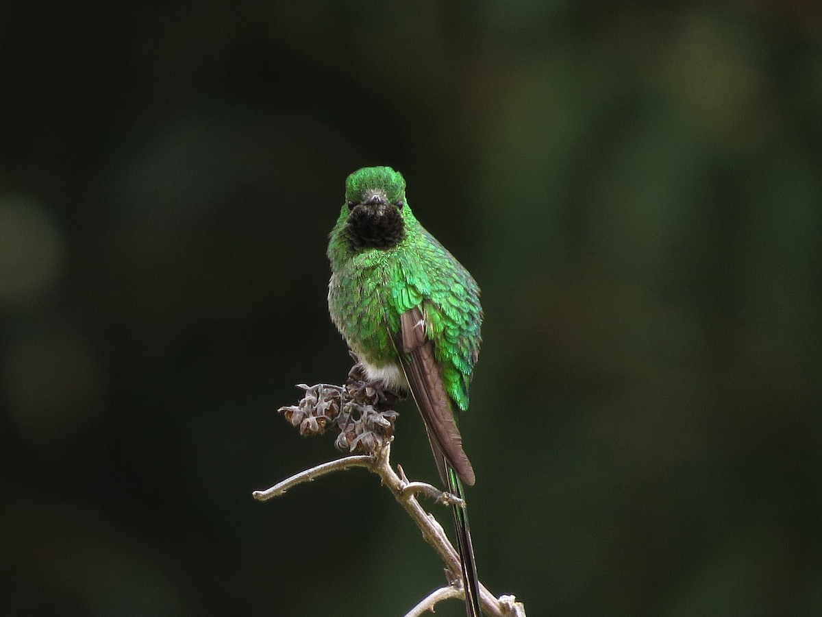 Yeşil Kuyruklu Kolibri - ML205426321