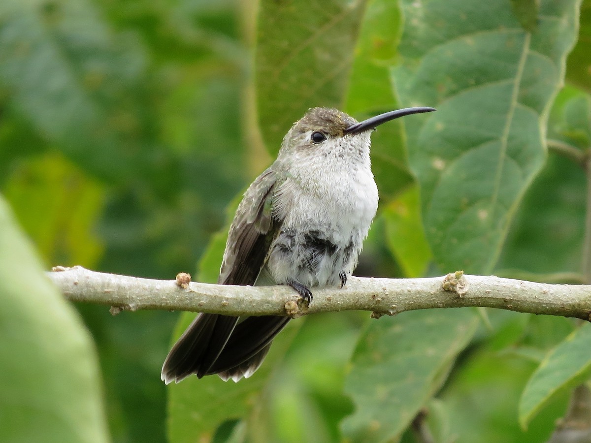 Spot-throated Hummingbird - Manuel Roncal Inca Finch