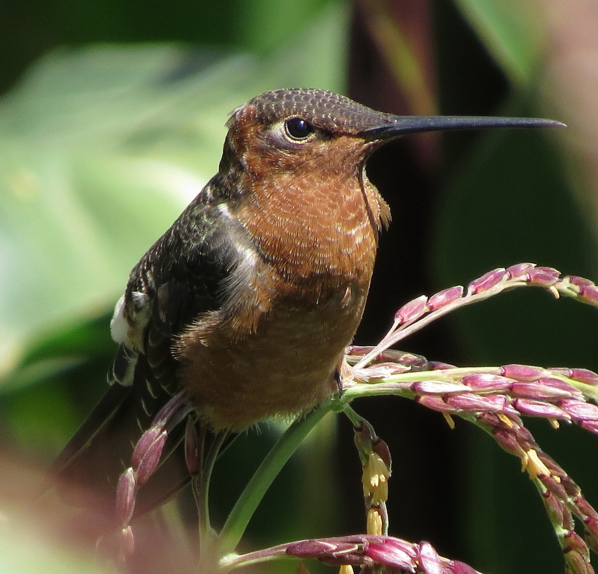Giant Hummingbird - Manuel Roncal Inca Finch