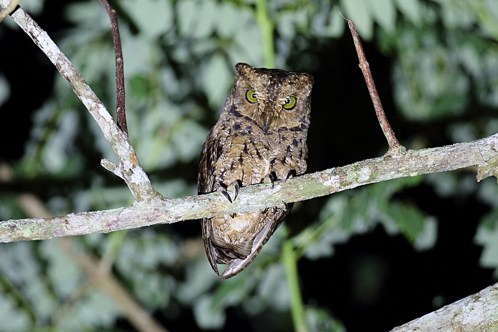 Seychelles Scops-Owl - Vaughan Ashby