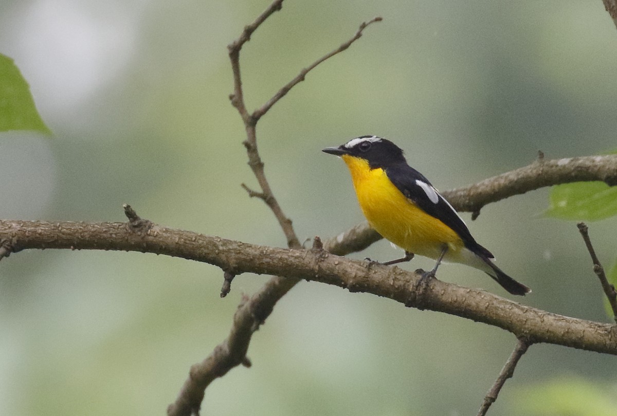 Yellow-rumped Flycatcher - Dave Curtis
