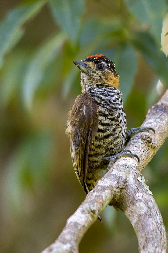 Ochre-collared Piculet - ML205426521