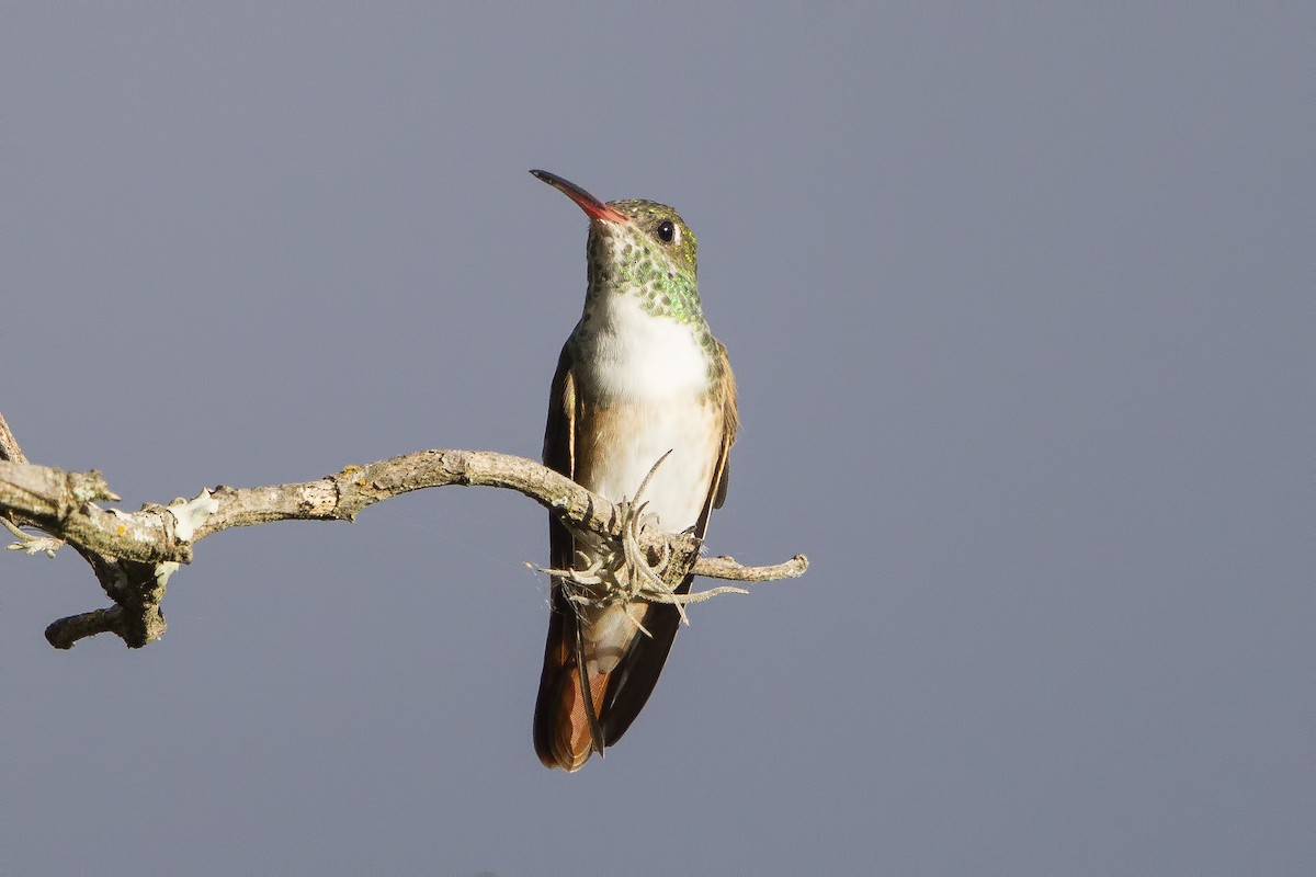 Amazilia Hummingbird (White-throated) - Peter Hawrylyshyn