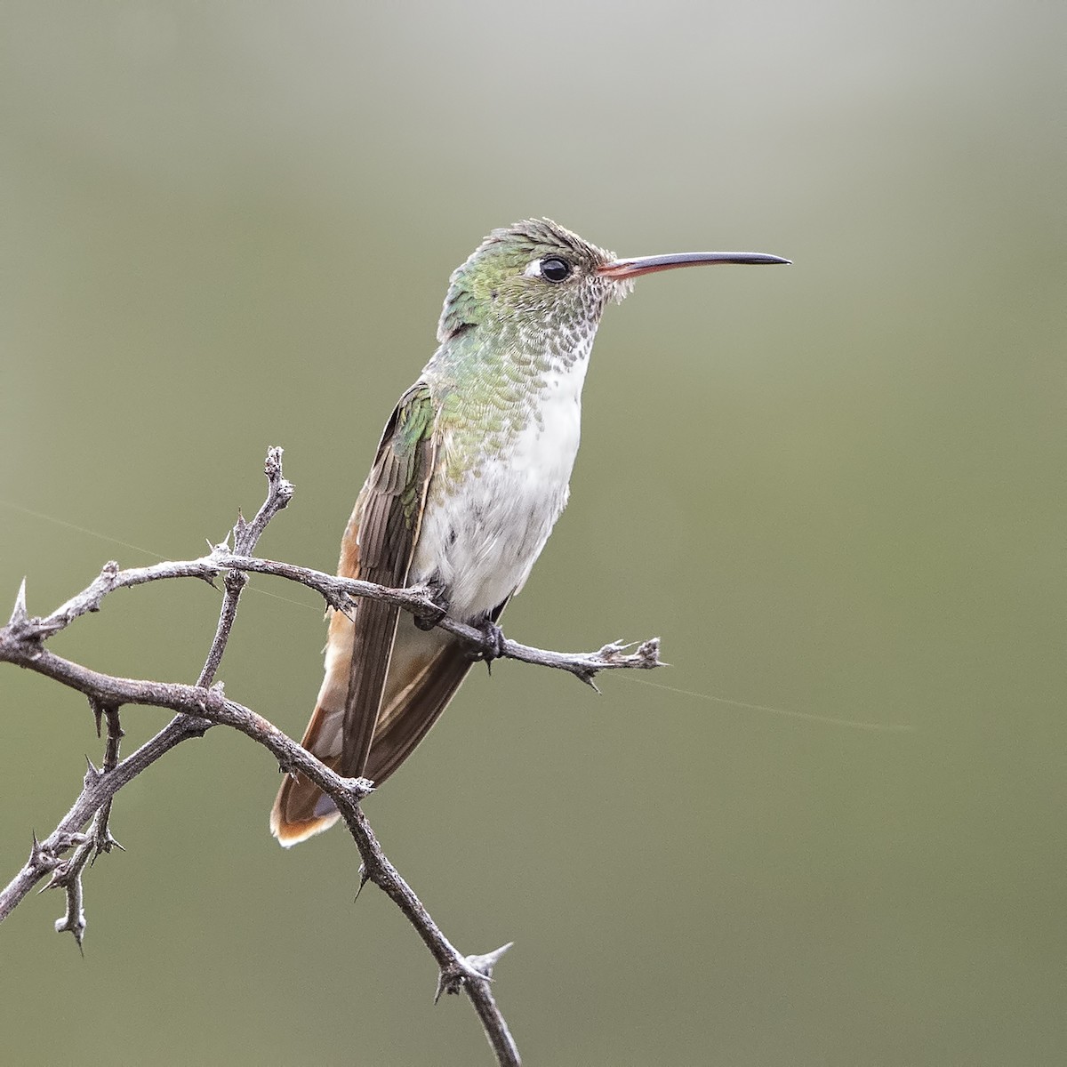 Amazilia Hummingbird (White-throated) - ML205426641