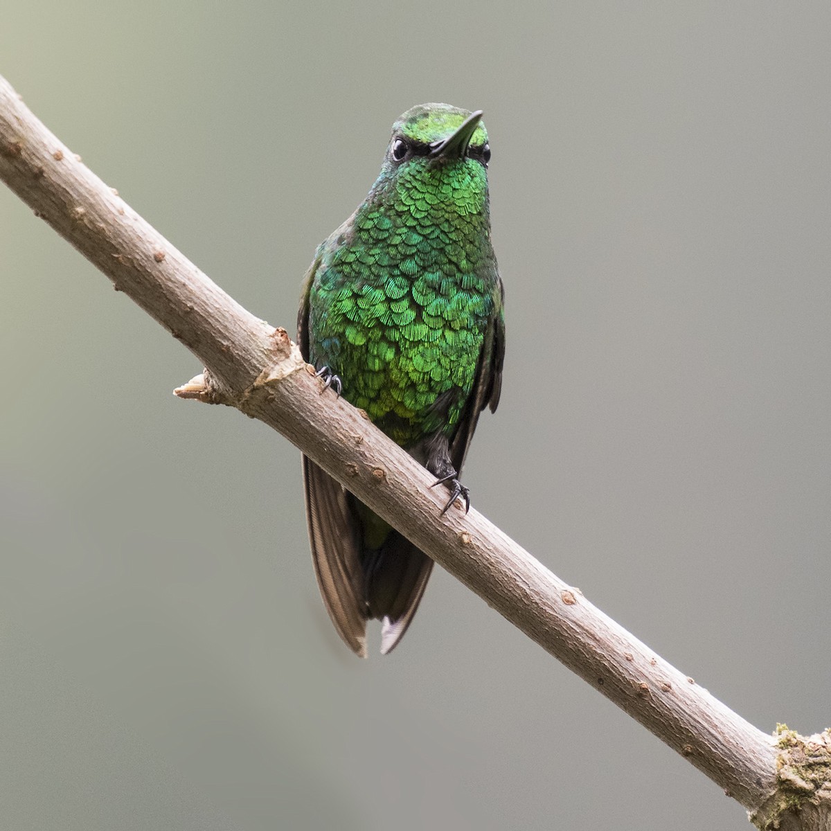 Short-tailed Emerald - Peter Hawrylyshyn