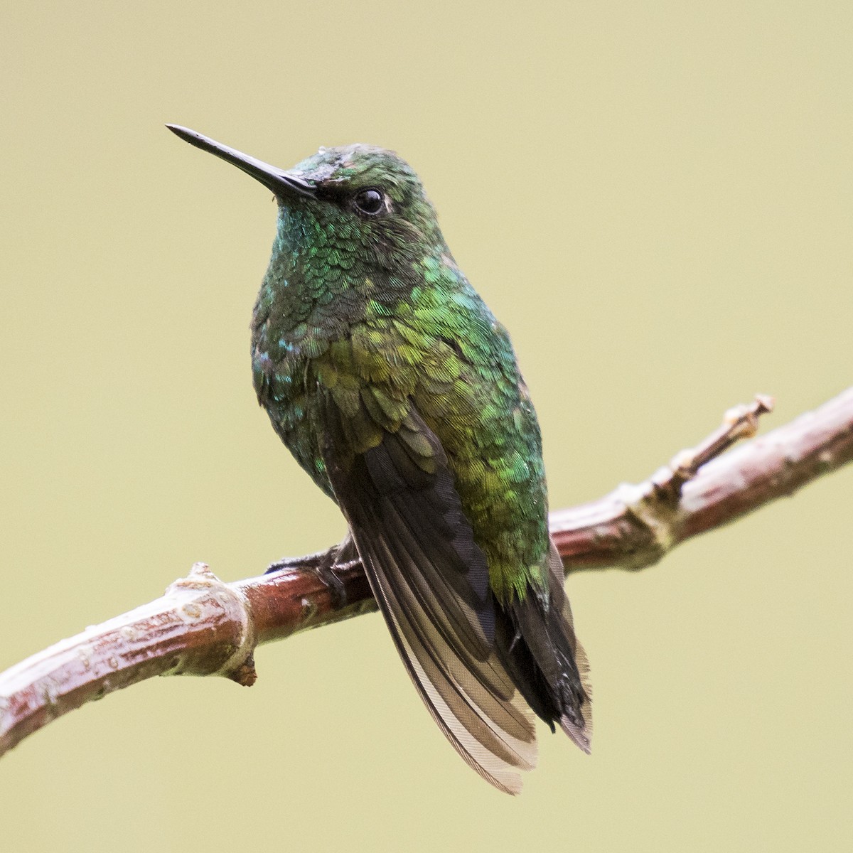 Short-tailed Emerald - Peter Hawrylyshyn