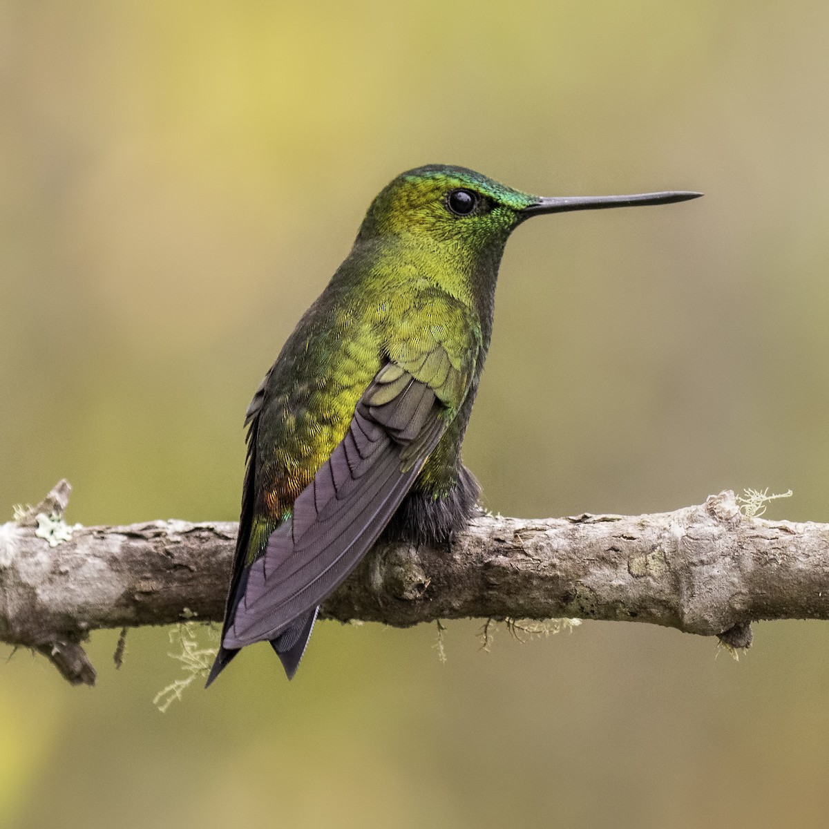 Bird Image