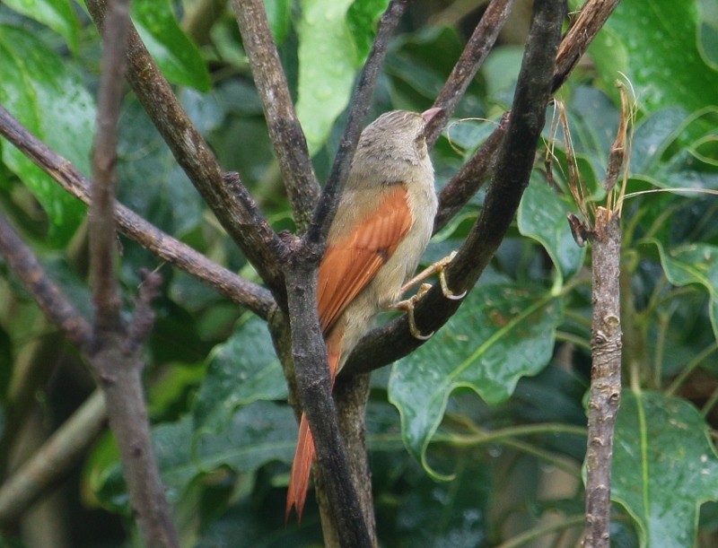 Crested Spinetail - ML205427171