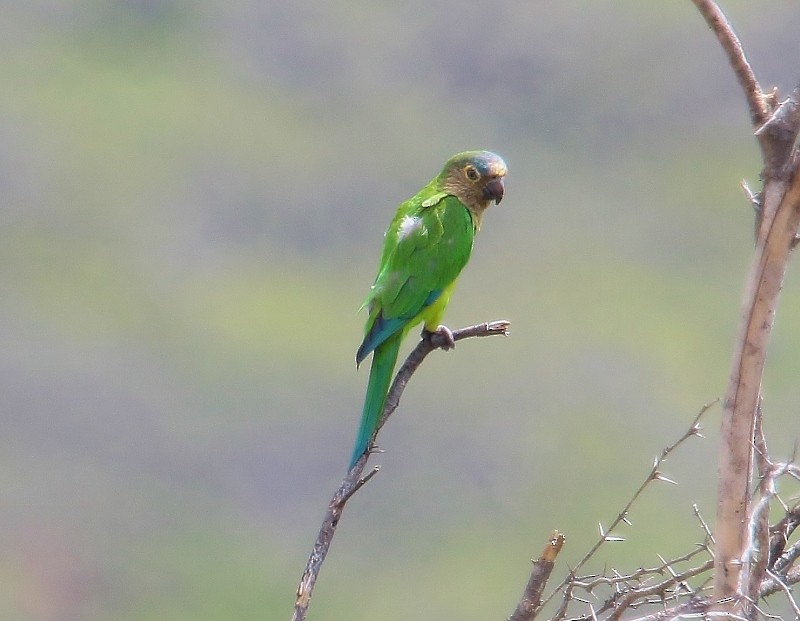 Brown-throated Parakeet - Margareta Wieser