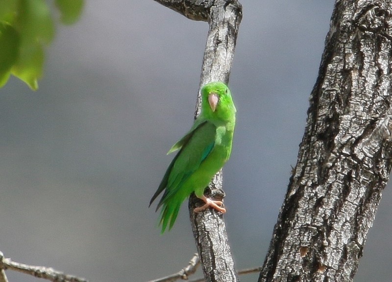 Yeşil Sokumlu Serçe Papağanı - ML205427451