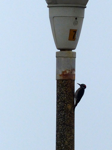 Hairy Woodpecker - Gena Zolotar