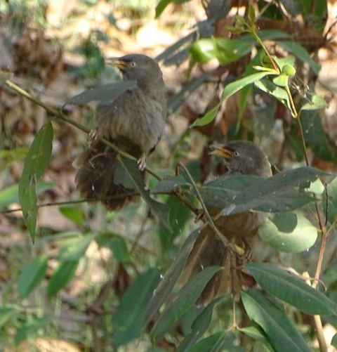 Jungle Babbler (Jungle) - shantilal  Varu