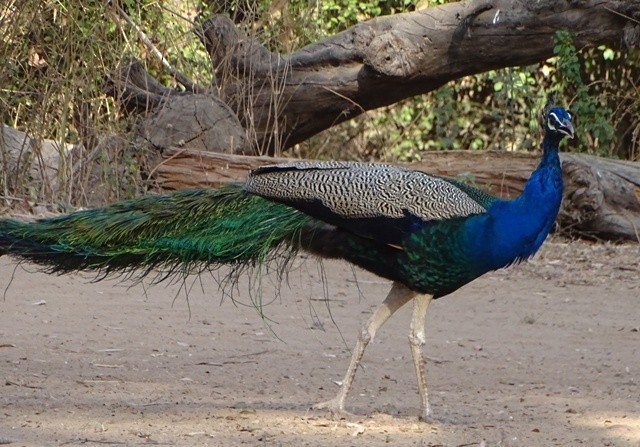 Indian Peafowl - shantilal  Varu