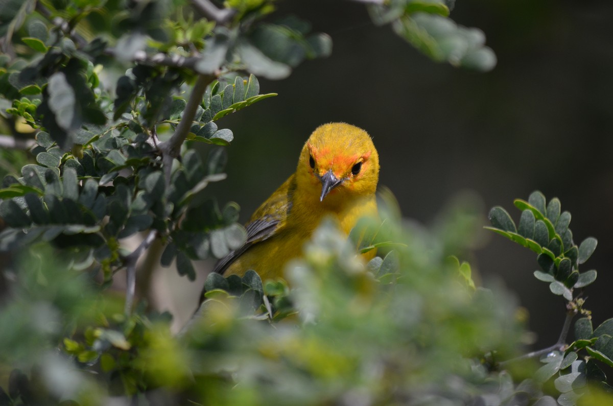 Prothonotary Warbler - Peter Thompson