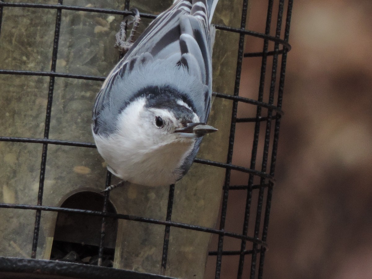 White-breasted Nuthatch - Peter Thompson