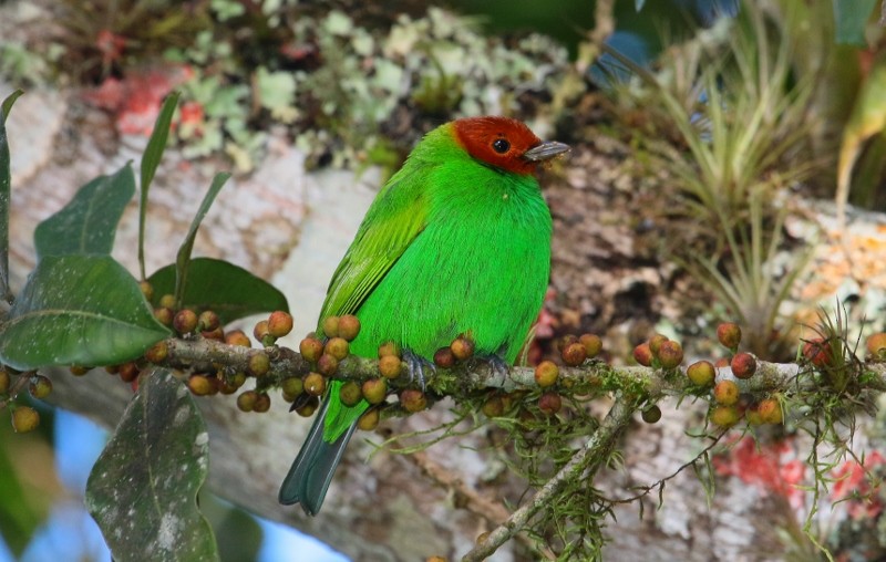 Bay-headed Tanager - ML205429431