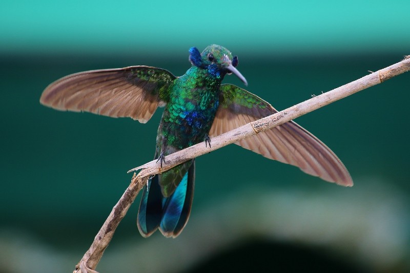 kolibřík modrolící - ML205429471