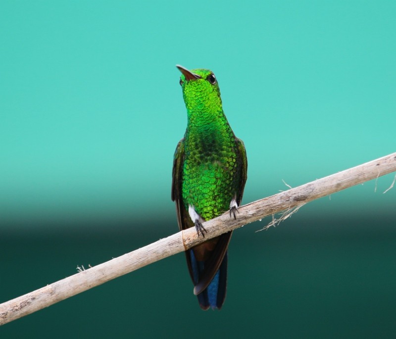 kolibřík měděnořitý - ML205429491