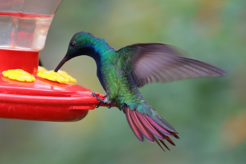 kolibřík tropický - ML205429571
