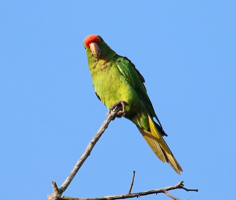 Scarlet-fronted Parakeet (Scarlet-fronted) - ML205429671